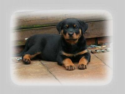  van de clemensberghoeve, Bernese Mountaindogs